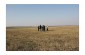 Yahad research team with a witness in the middle of the field where the mass shooting of Jews took place © Guillaume Ribot - Yahad-In Unum